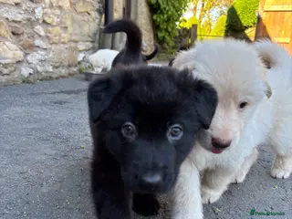 German Shepherd dogs Beautiful German shepherd puppies. - Advert 3