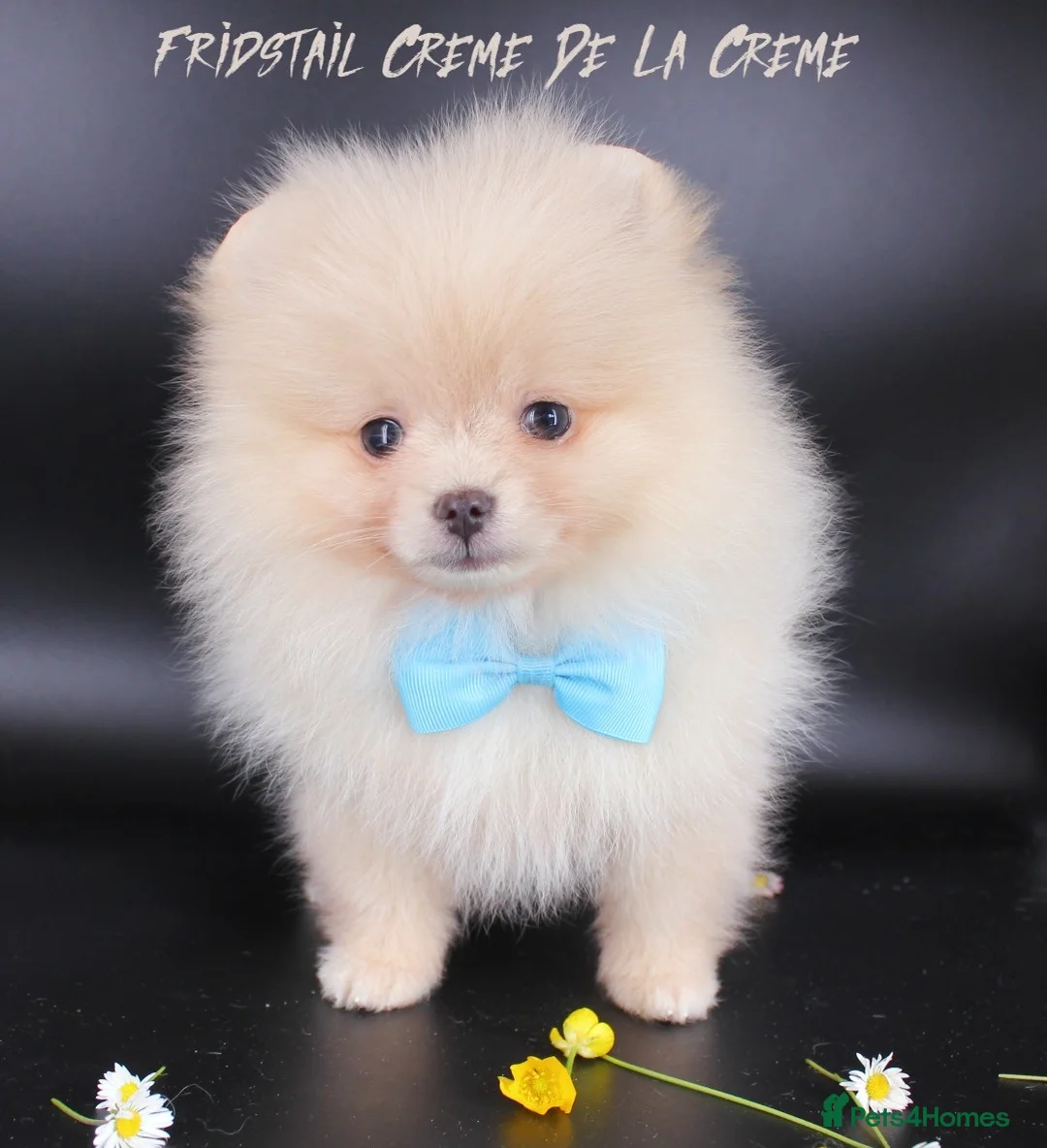 Pomeranian dogs for stud: Solid Lilac Tiny 1.8kg Stud Dog DNA health tested in Rotherham - Advert 9