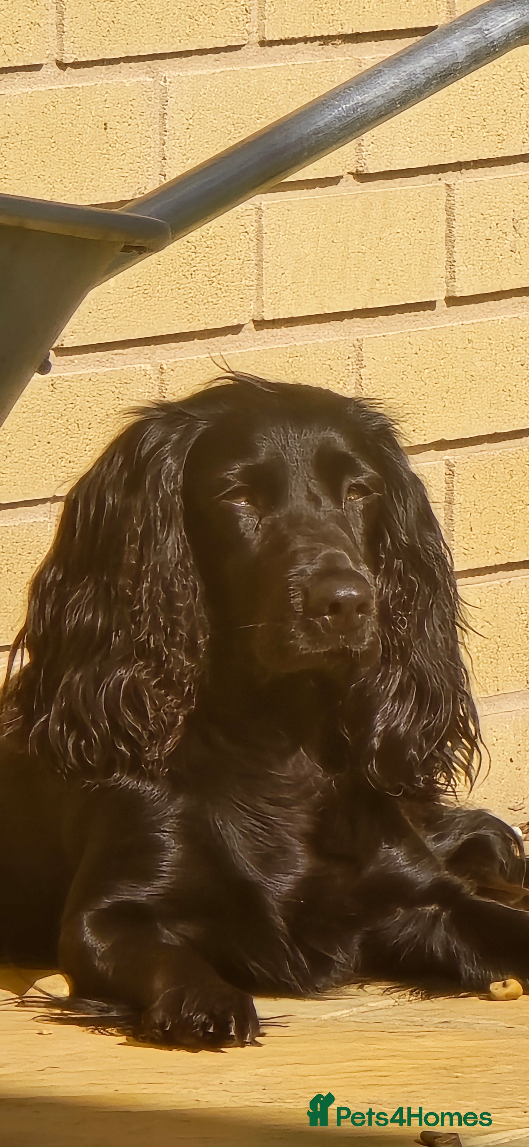 Sprocker dogs Sprocker pups  - Advert 1