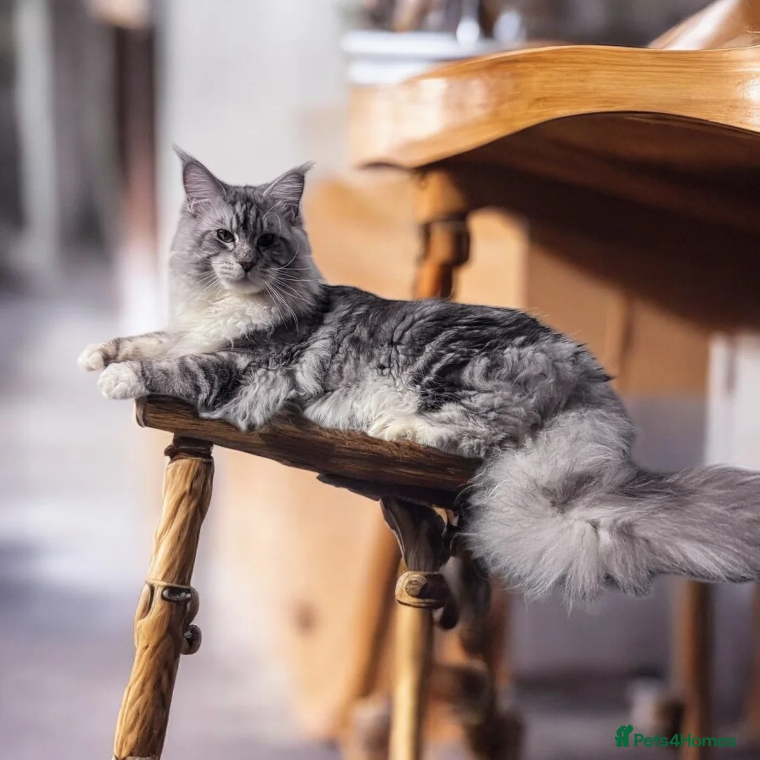 Maine Coon cats for stud: 🔥Beautiful stud Maine Coon ❤️ in Northampton - Advert 3