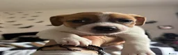 Jackshund dogs for sale: Jack Russell X Dachshund pups - Advert 11