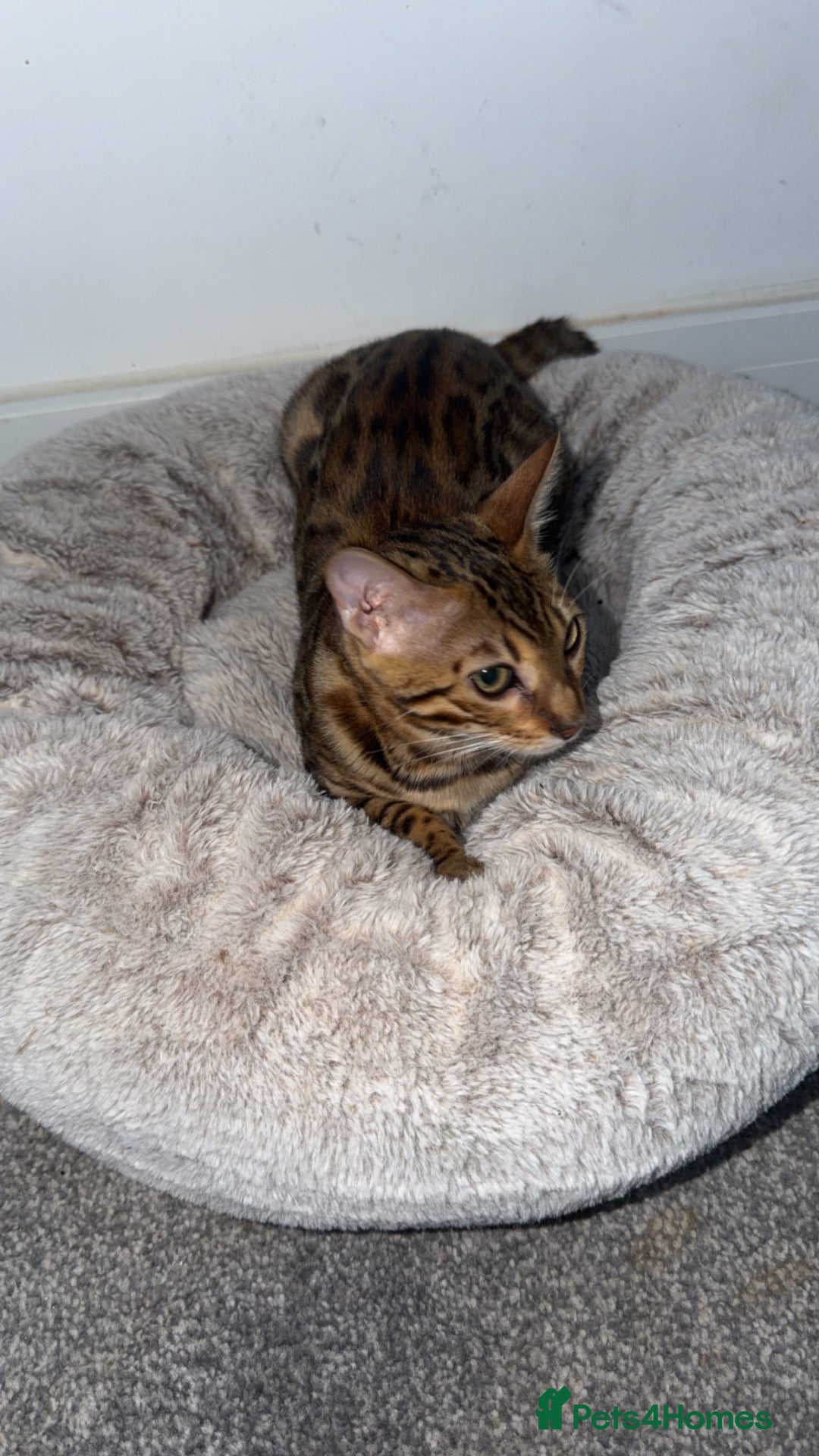 Bengal cats Beautiful Female Bengal Kitten – 6 Months - Advert 1