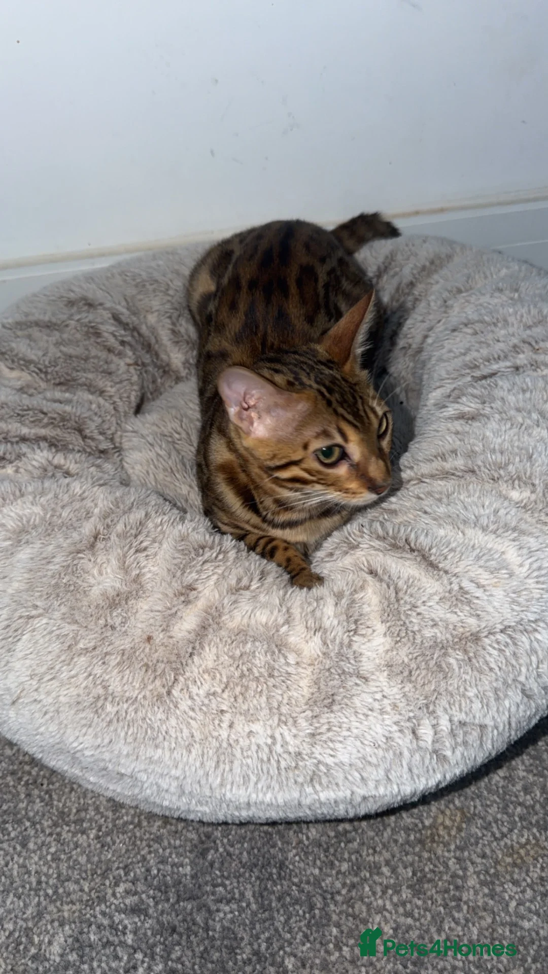 Bengal cats for sale: Beautiful Female Bengal Kitten – 6 Months - Advert 1