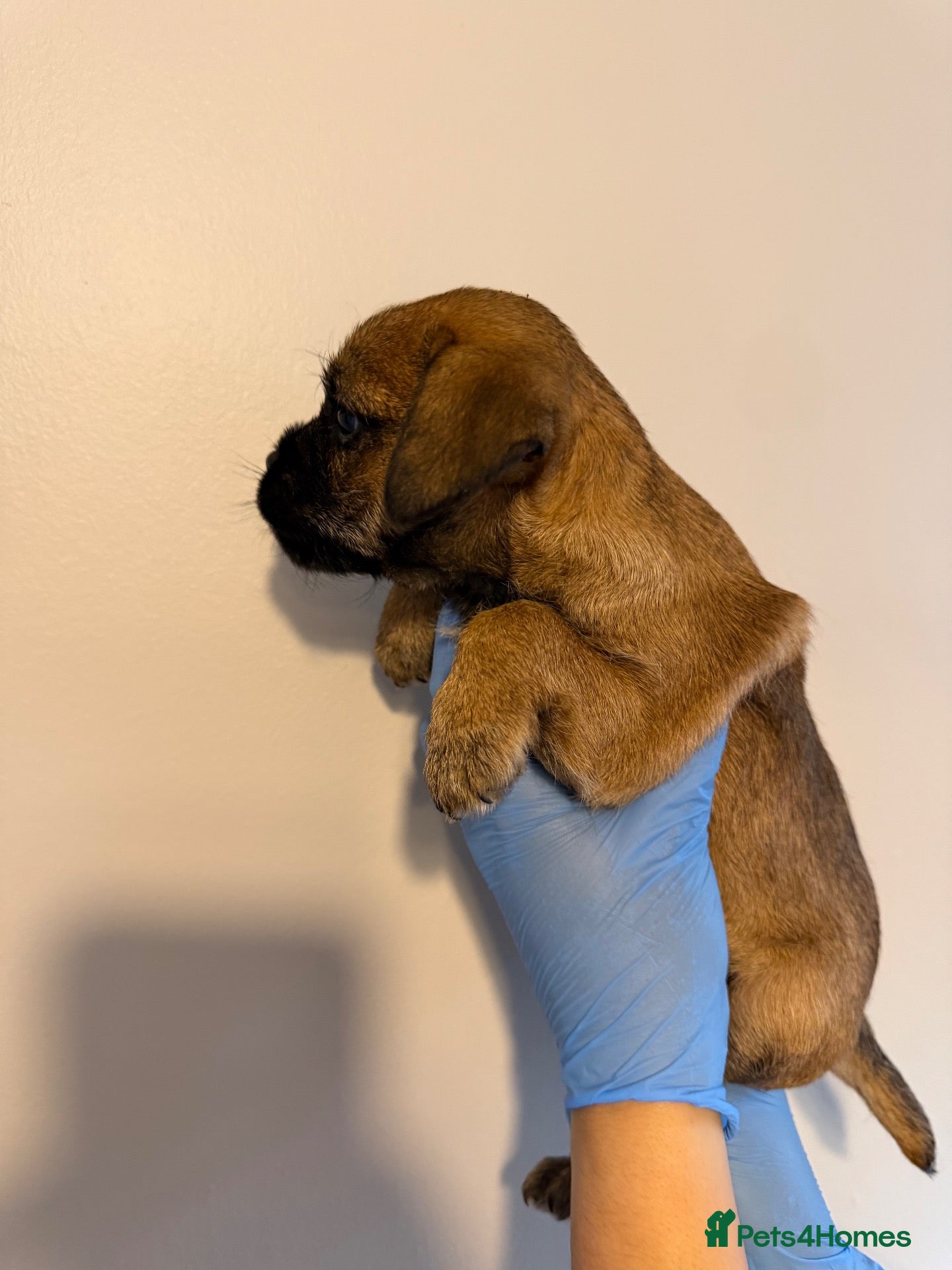 Border Terrier dogs for sale: Border pups  - Advert 17