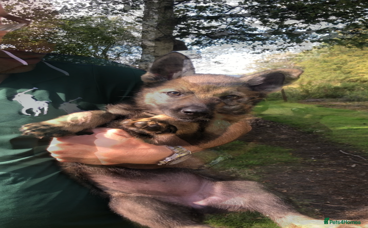 Saarloos Wolfdog dogs in Catterick Garrison - Advert 2