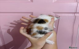Bengal cats for sale: Bengal mix   in Manchester - Image 12