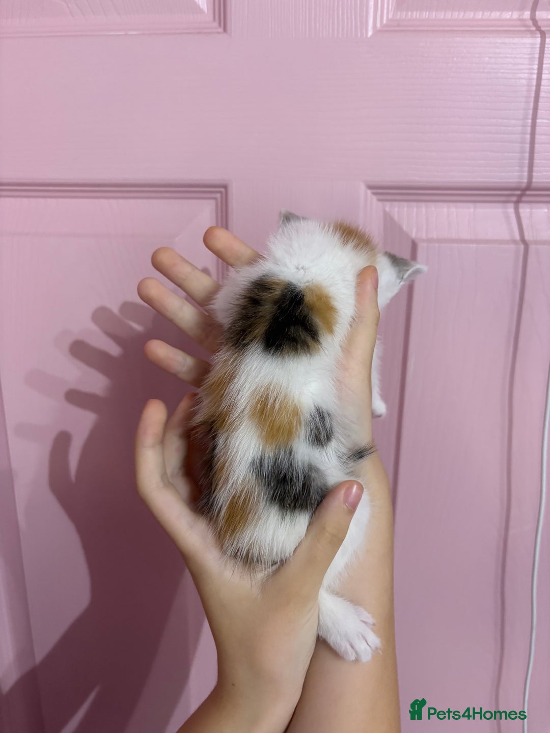 Bengal cats for sale: Bengal mix   in Manchester - Image 12