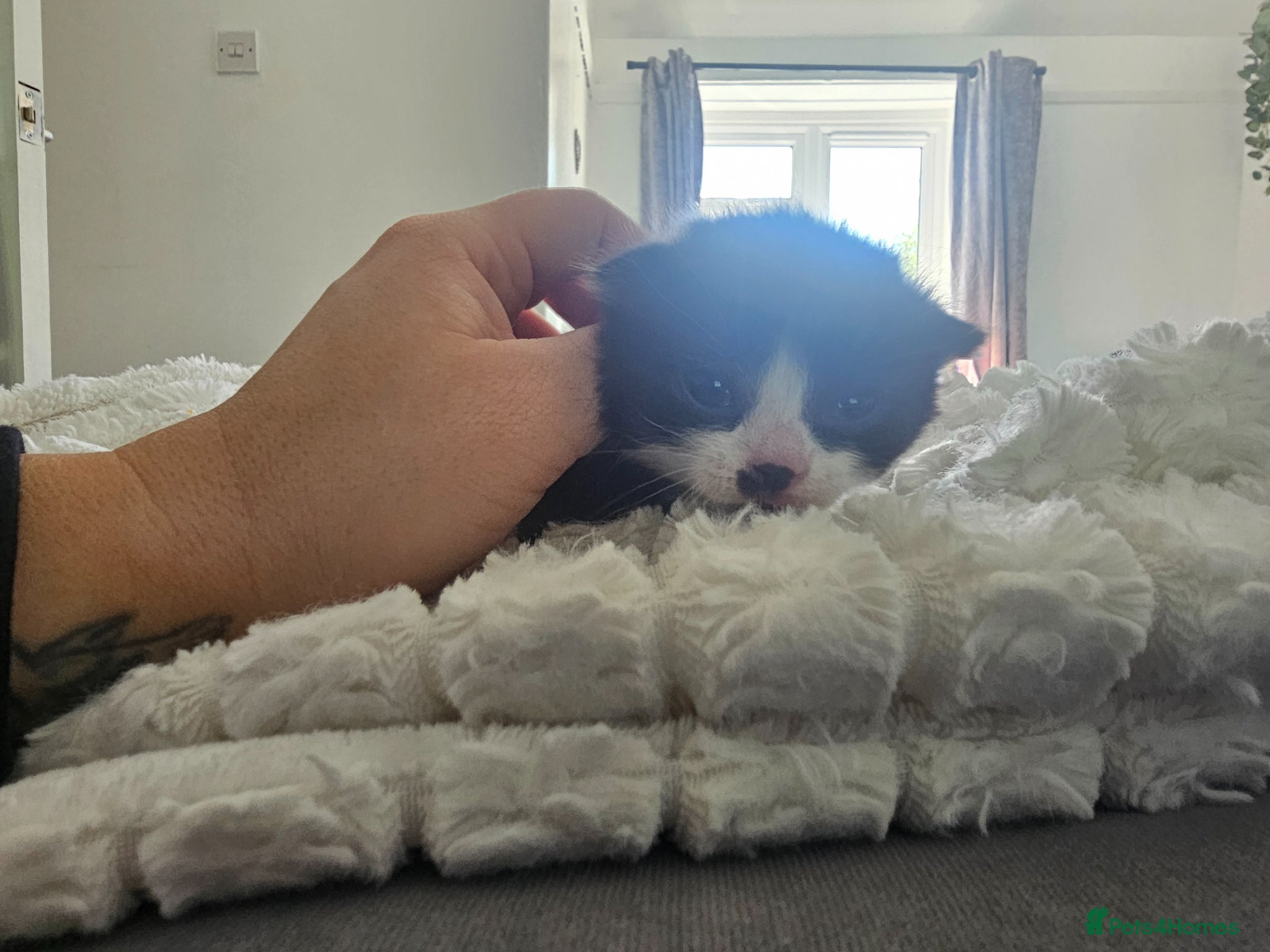 Mixed Breed cats Mixed calico kittens  - Advert 1
