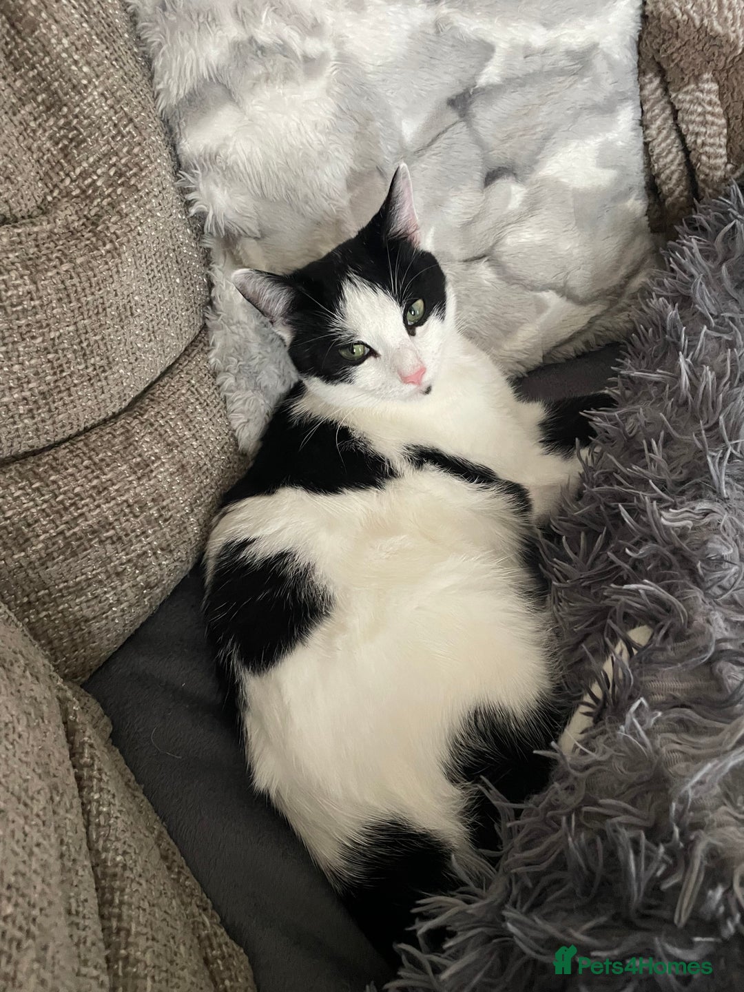 Mixed Breed cats for sale: 16 Month Old Cat - Looking for a Loving Home - Advert 2