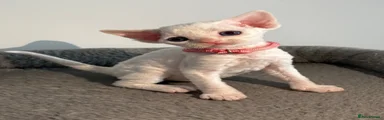 Devon Rex 7