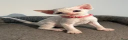 Devon Rex cats for sale: 😻 Devon rex Kittens available 😻❤️ - Advert 35