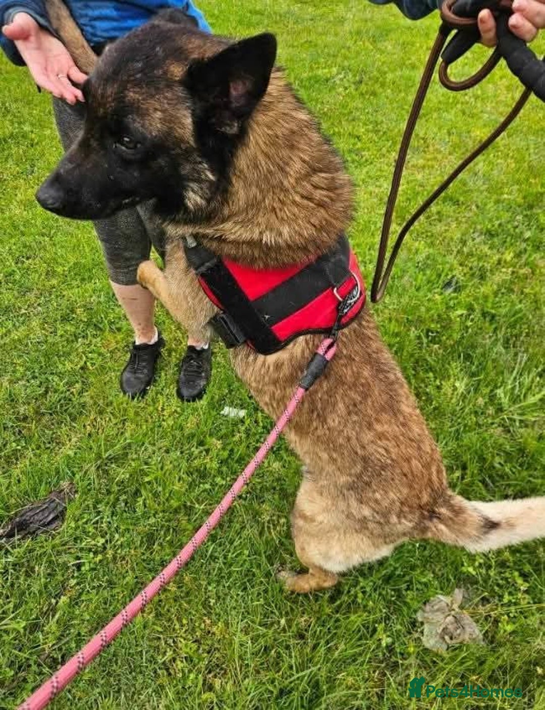 Mixed Breed dogs for adoption: Meet Otis, currently residing in West Yorkshire - Advert 5