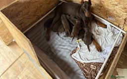 Dobermann dogs for sale: Doberman brown & tan - Image 37