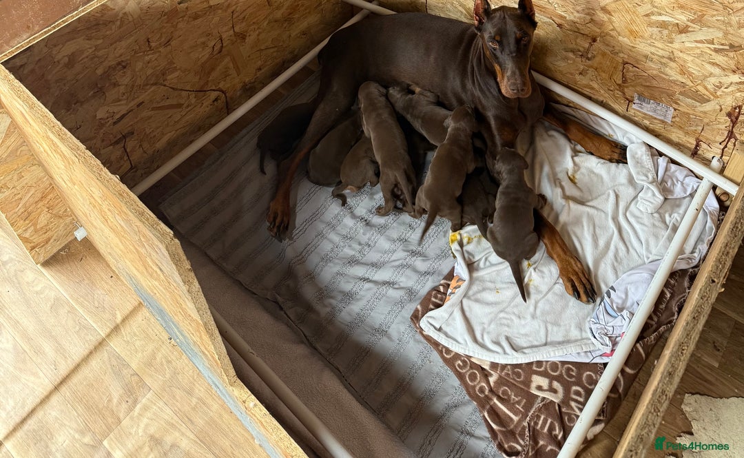 Dobermann dogs for sale: Doberman brown & tan - Image 37