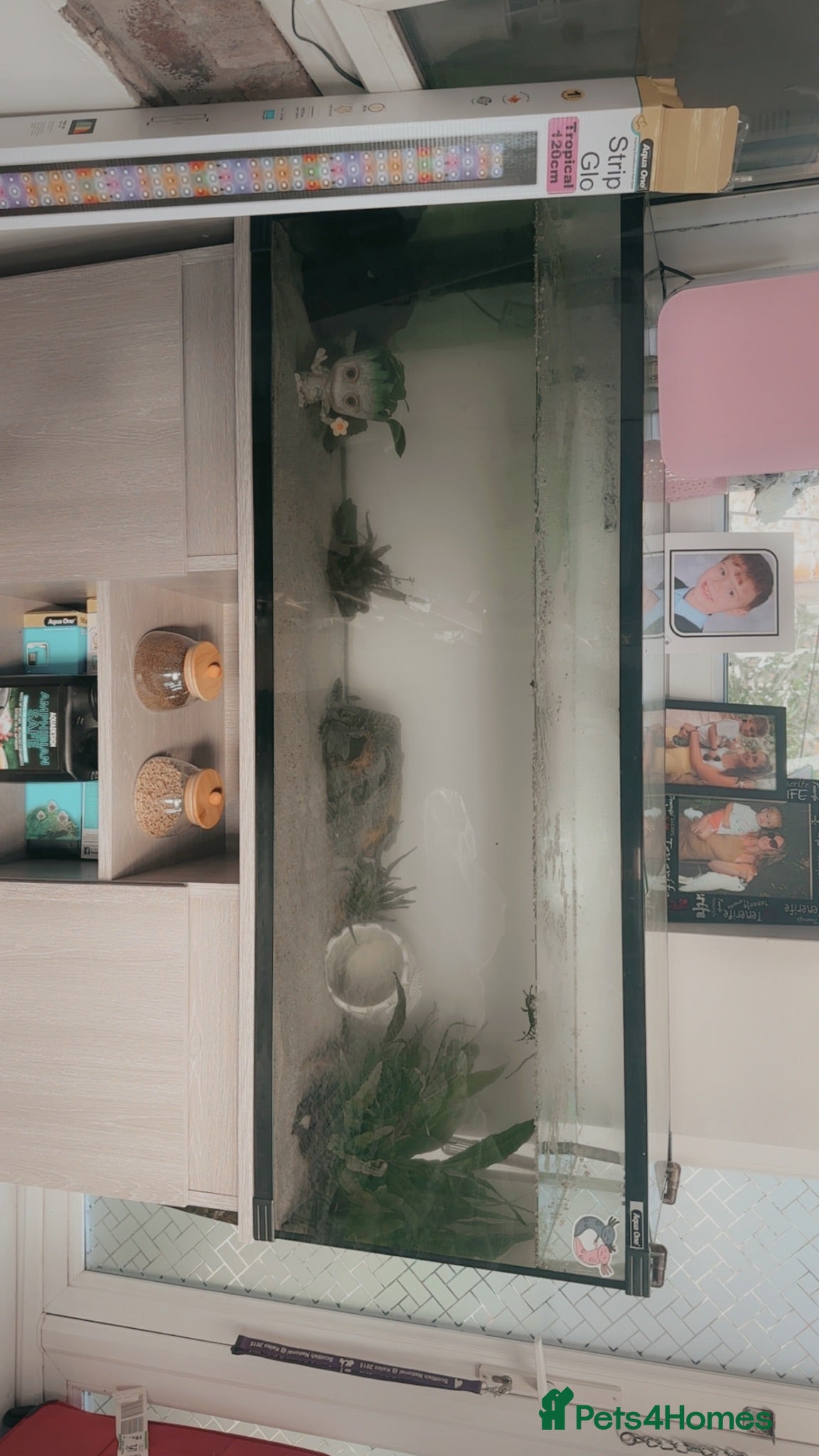 Axolotl reptiles 1x Male & 1x Female Axolotls with 182L Tank - Advert 1