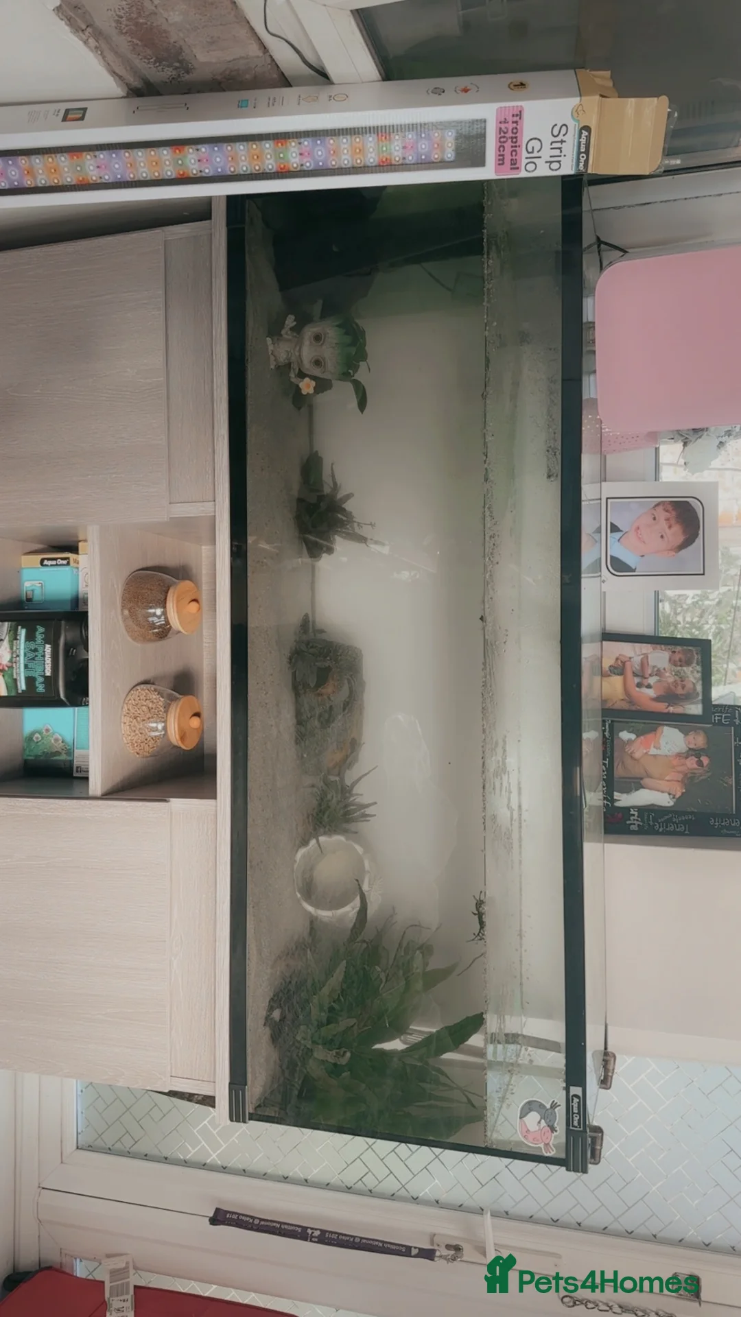 Axolotl reptiles for sale: 1x Male & 1x Female Axolotls with 182L Tank in Barnsley - Advert 1