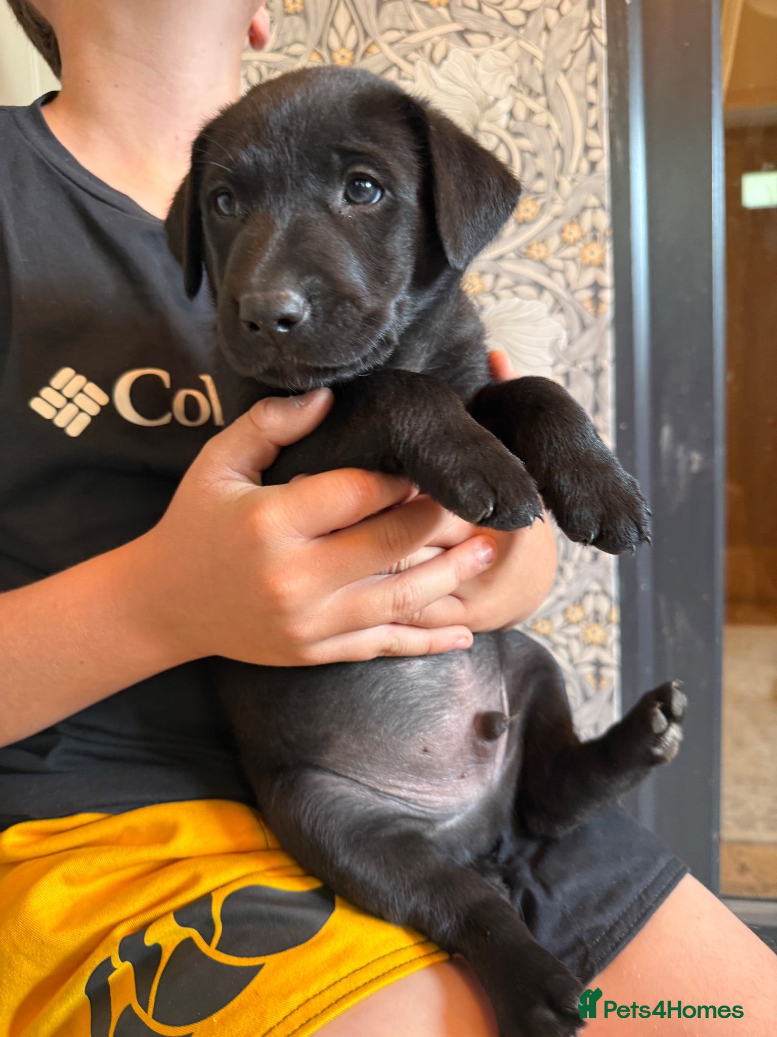 Borador dogs Stunning Lab x Collie, cream, black & chocolate! - Advert 1