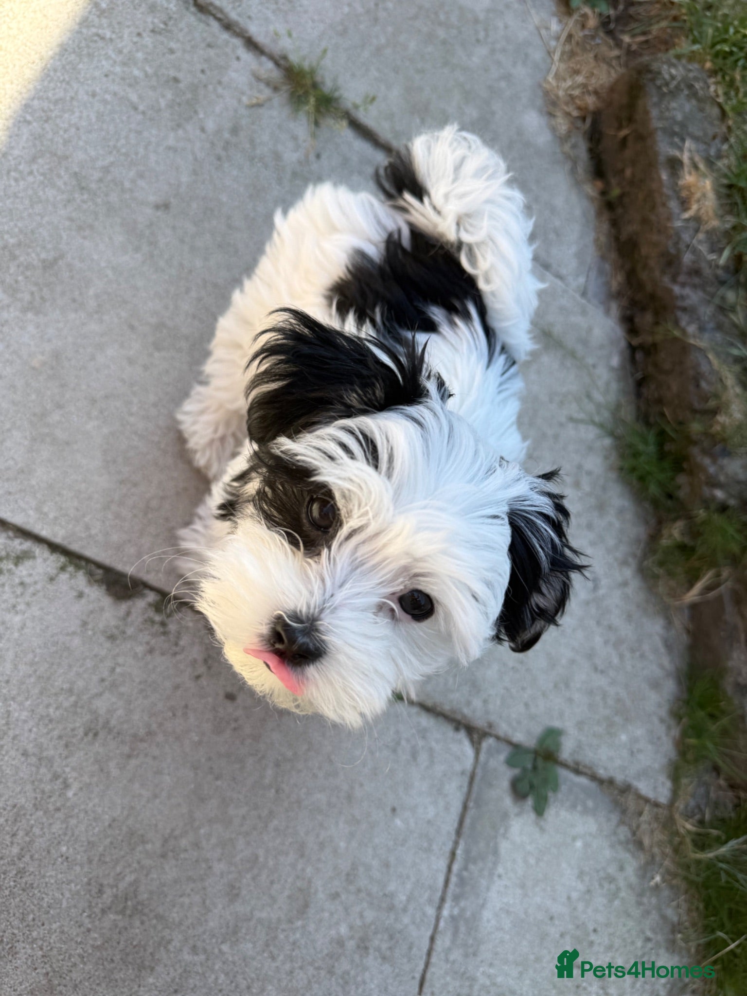Morkie dogs Mini Morkie - Advert 3