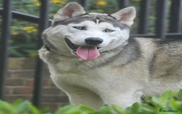 Siberian Husky dogs for stud: Gorgeous boy for stud - Image 4