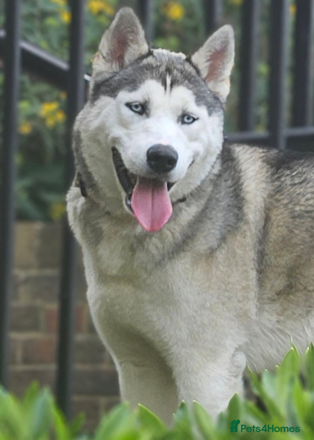 Siberian Husky dogs for stud: Gorgeous boy for stud - Image 4