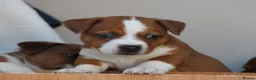 Jack Russell dogs for sale: *** 5 stunning puppies available *** - Advert 8