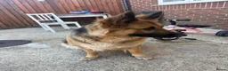 German Shepherd dogs for sale: German shepherd female  in Spalding - Advert 2