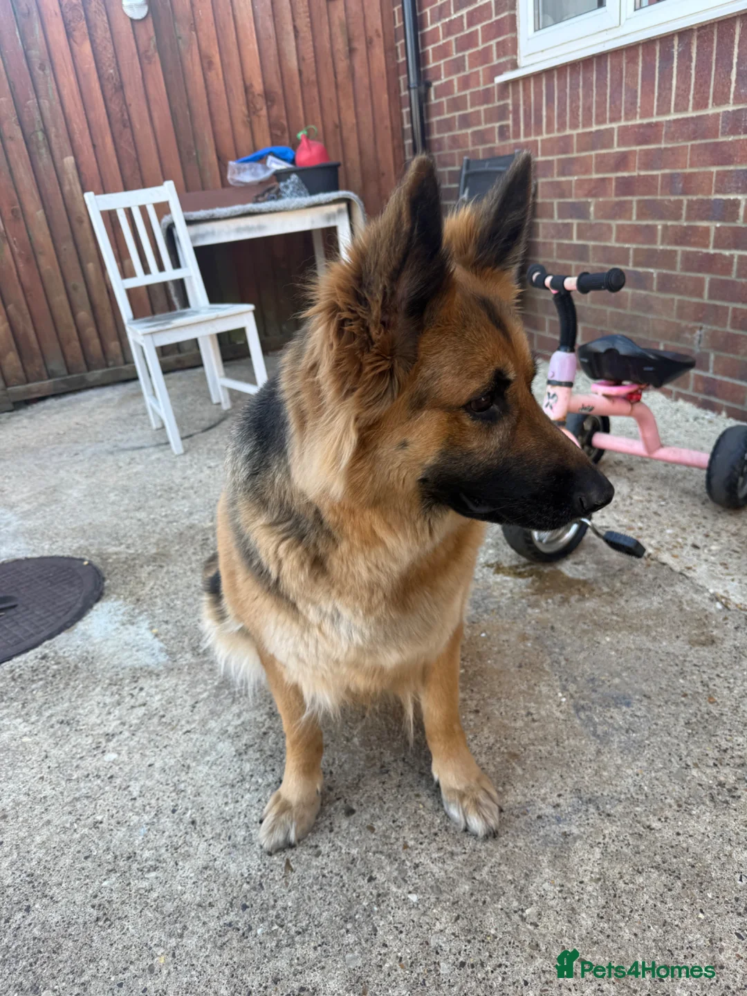 German Shepherd dogs for sale: German shepherd female  in Spalding - Advert 2
