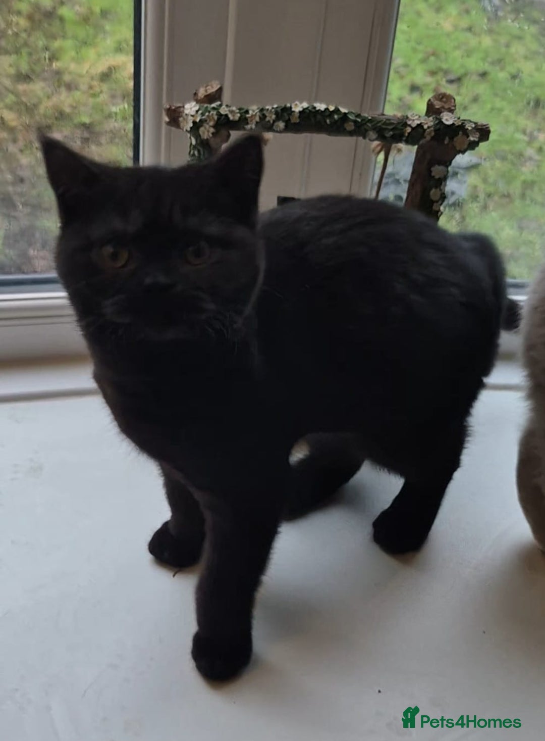 British Shorthair cats for sale: Bsh babies*ready to leave* - Advert 8