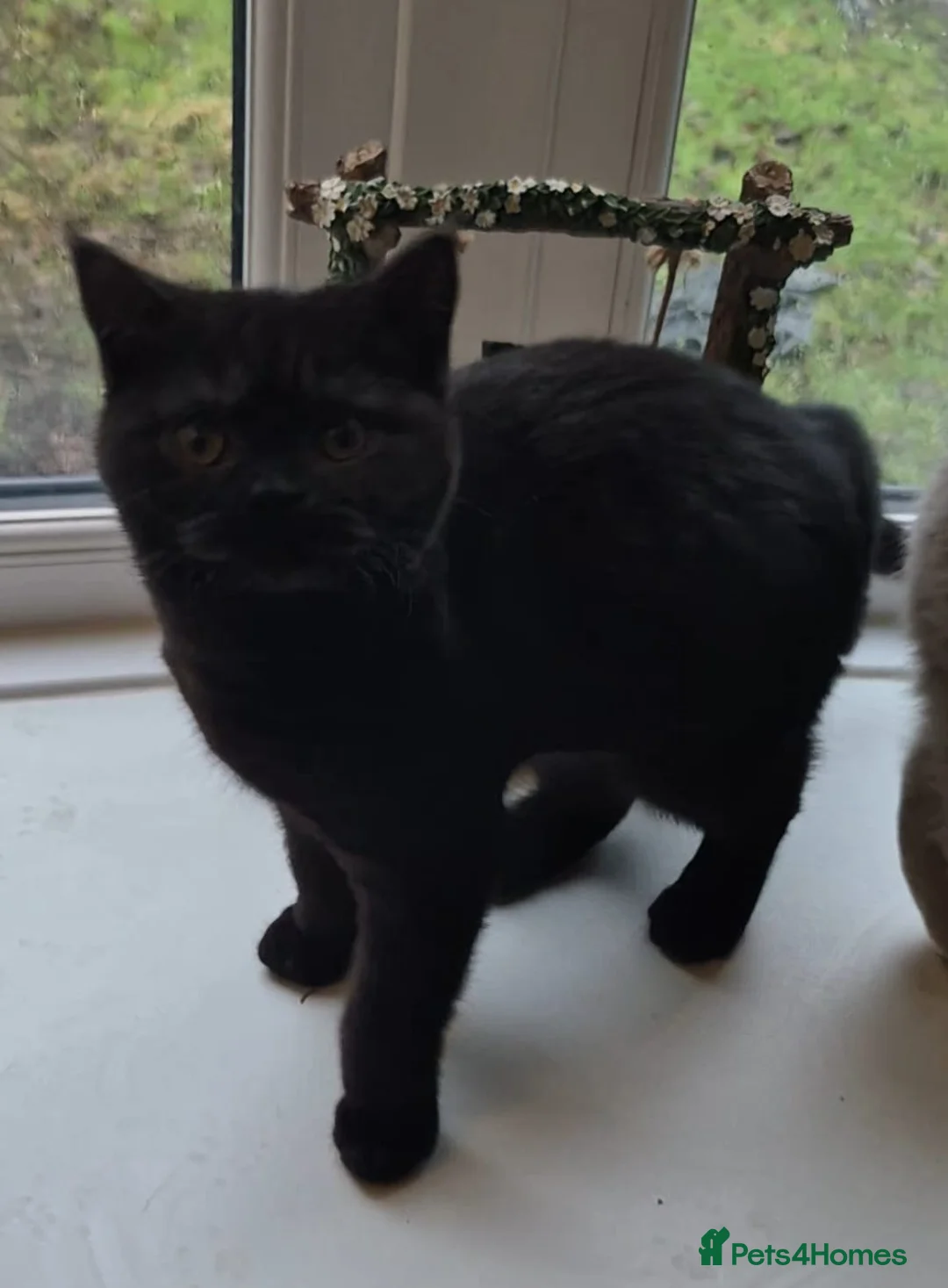 British Shorthair cats for sale: Bsh black girl,*ready to leave* - Advert 5