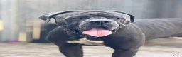 Cane Corso dogs for sale:  Cane Corso Boy Looking for His Forever Home 🏡❤️ - Advert 7