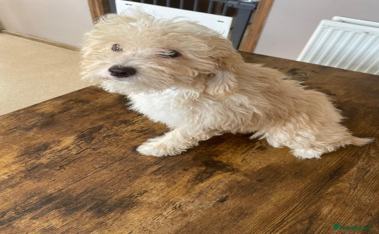 Shihpoo dogs - Advert 11