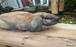 French Lop rabbits for sale: French lops  - Image 2