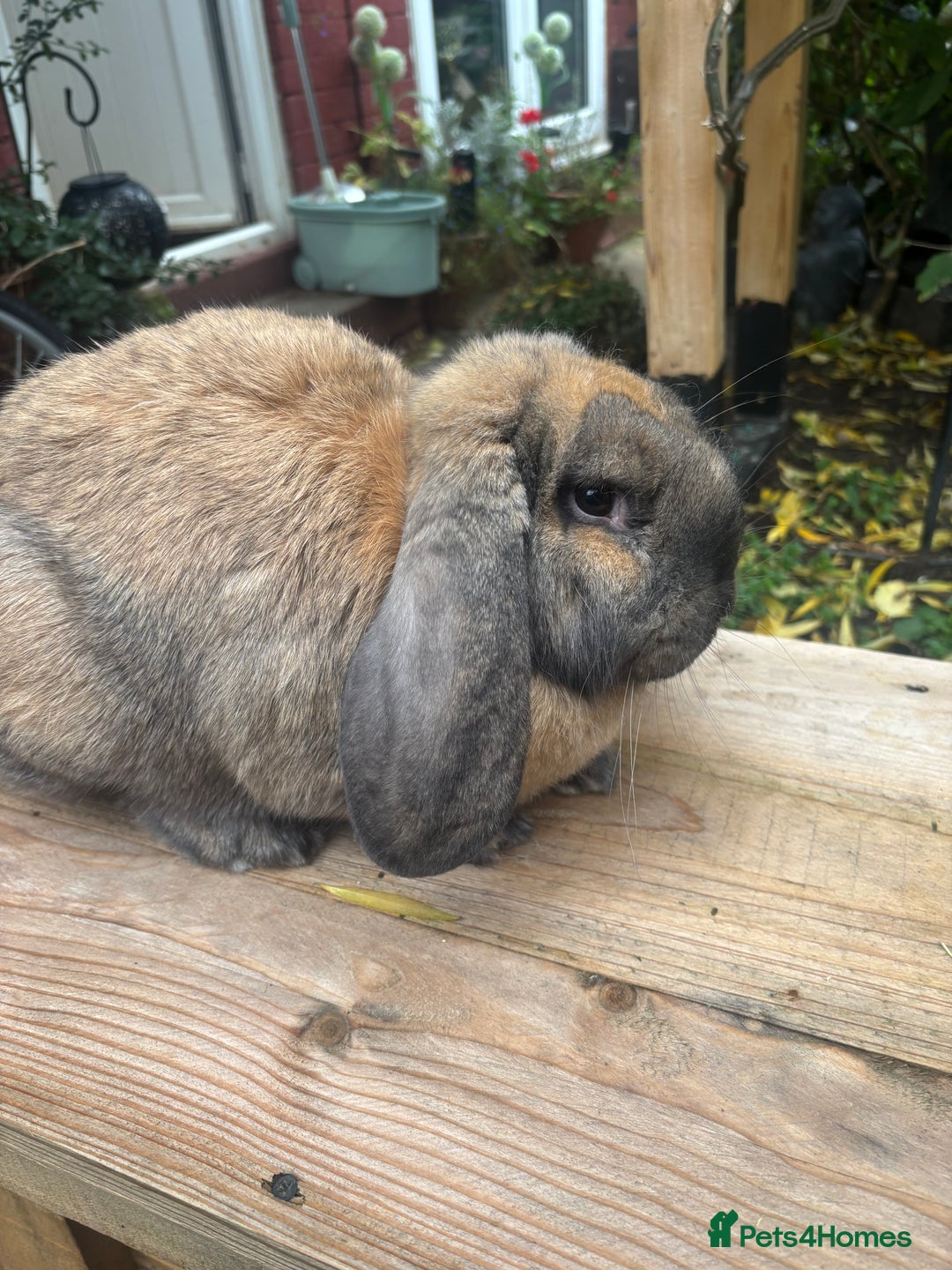 French Lop rabbits for sale: French lops  - Image 2