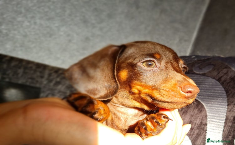 Miniature Dachshund dogs 💜Extra TINNY 1 SMALL BOY LEFT daschunds💜  - Advert 10