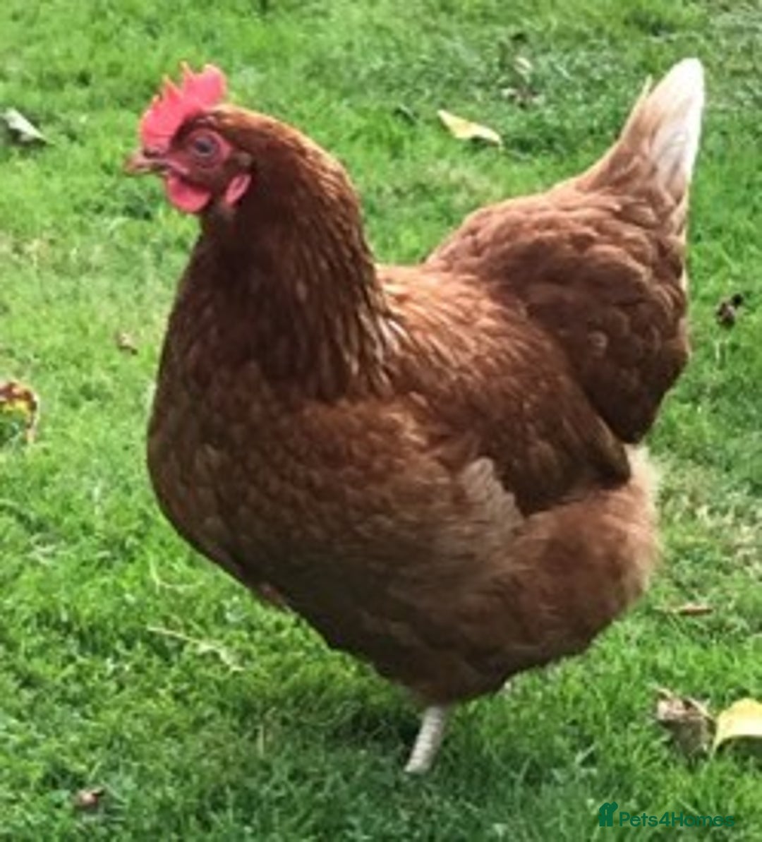 Chickens poultry for sale: Chickens for sale in Leatherhead - Image 3