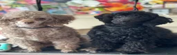 Toy Poodle dogs for sale: Black toy poodle in Manchester - Advert 23