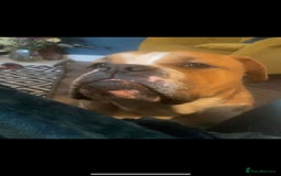 English Bulldog dogs for sale: Victorian Bull dog  - Image 6