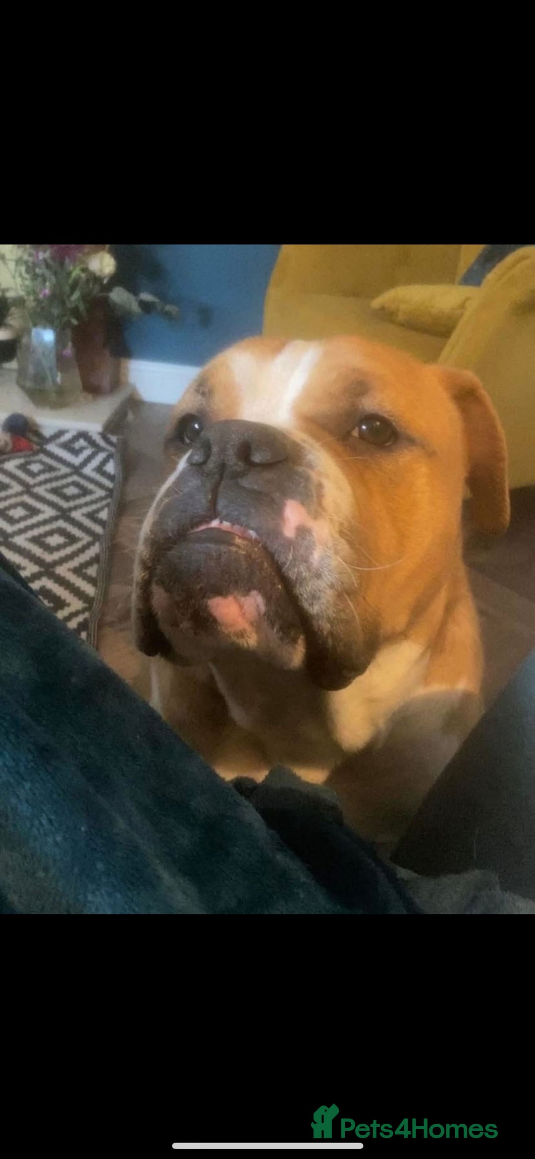 English Bulldog dogs for sale: Victorian Bull dog  - Image 6