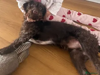 Mixed Breed dogs Cockerpoo / Dachshund for sale - Advert 1