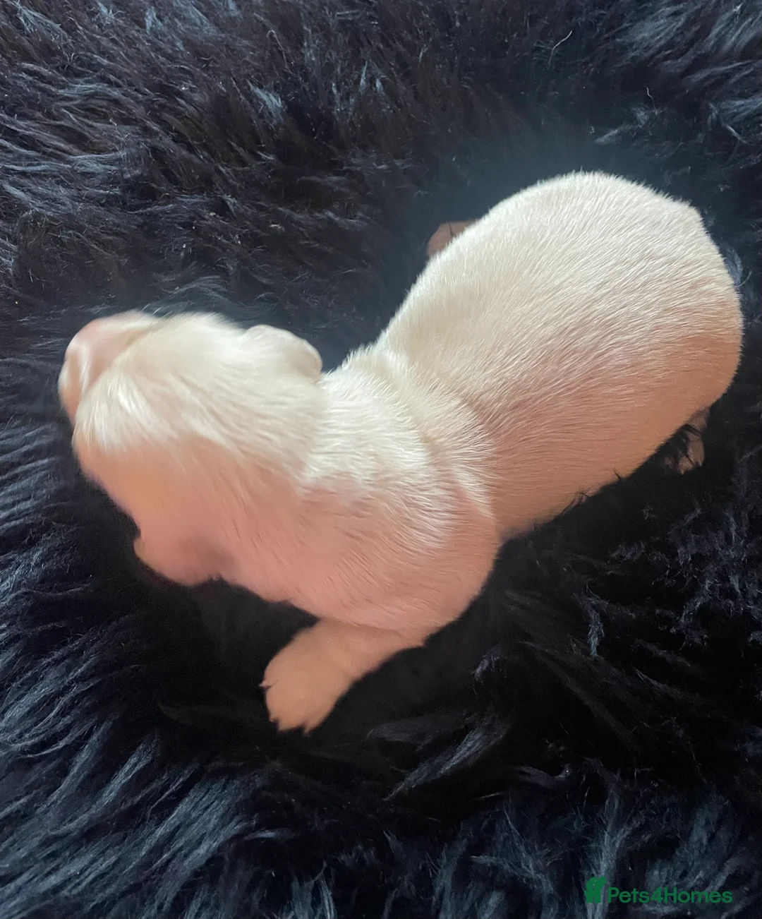 Miniature Dachshund dogs for sale: KC Miniature Long haired Cream dachshunds  - Advert 5