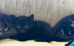 Mixed Breed cats for sale: 5 beautiful kittens  - Image 5