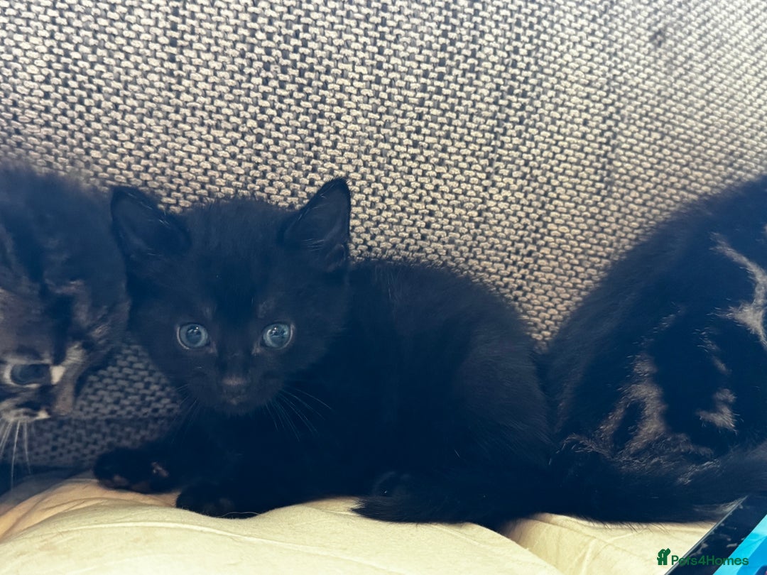 Mixed Breed cats for sale: 5 beautiful kittens  - Image 5
