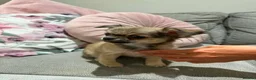 Chihuahua dogs for sale: Outstanding Long Coat Males in Washington - Advert 7