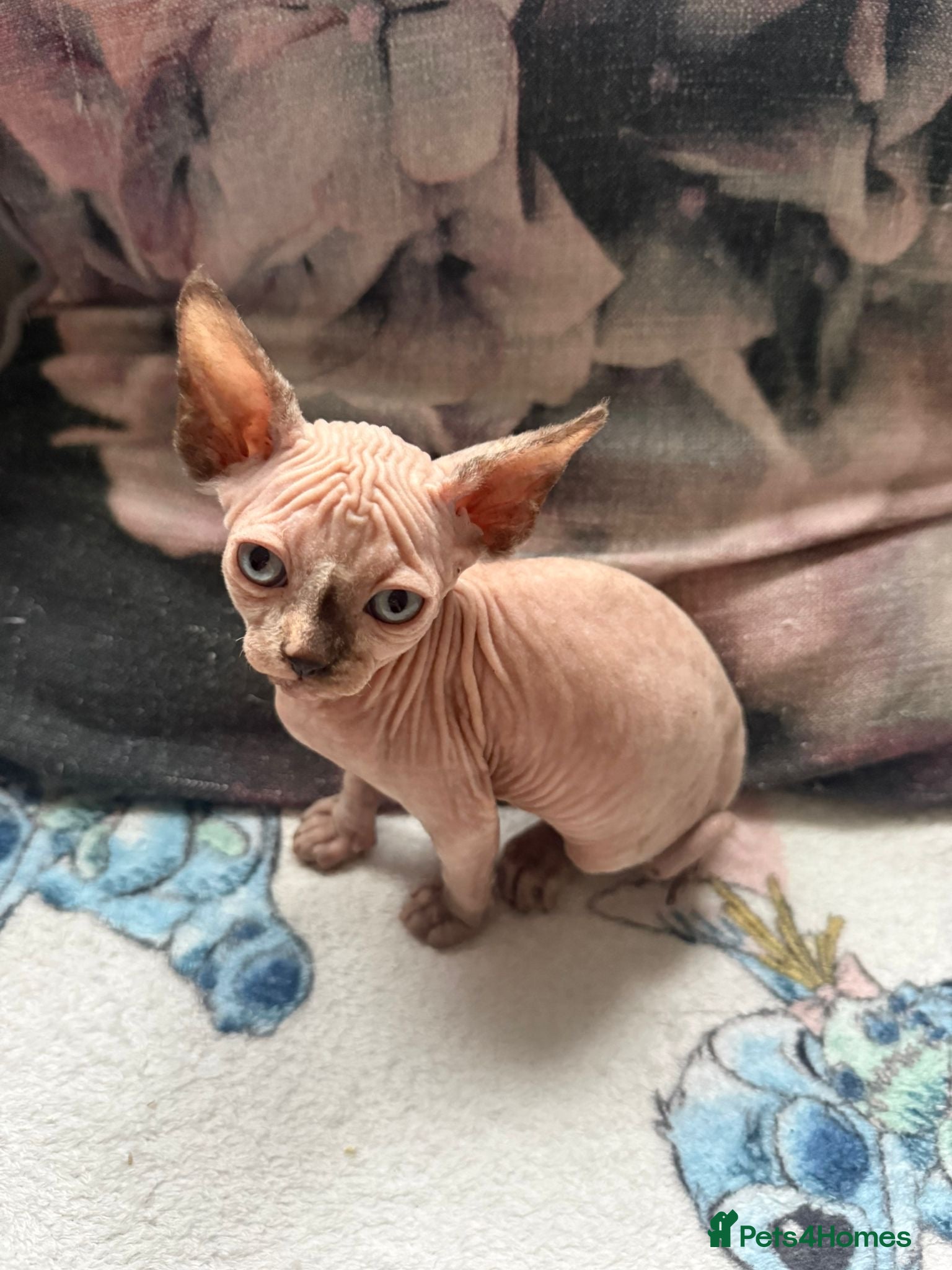 Sphynx cats Sphynx kittens  - Advert 15