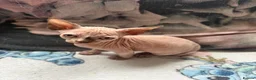 Sphynx cats for sale: Sphynx kittens  - Advert 5