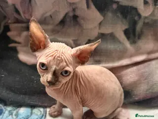 Sphynx cats Sphynx kittens - Advert 15