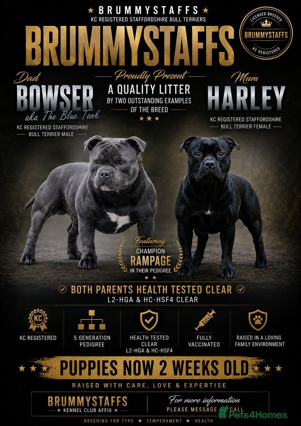 Staffordshire Bull Terrier dogs Solid Black Staff Puppies short & stocky Type  - Advert 1