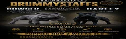 Staffordshire Bull Terrier dogs for sale: Solid Black Staff Puppies short & stocky Type  - Advert 6