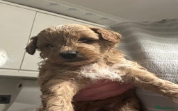 Cavapoo dogs for sale: Toy Cavapoo puppies for sale  - Image 6