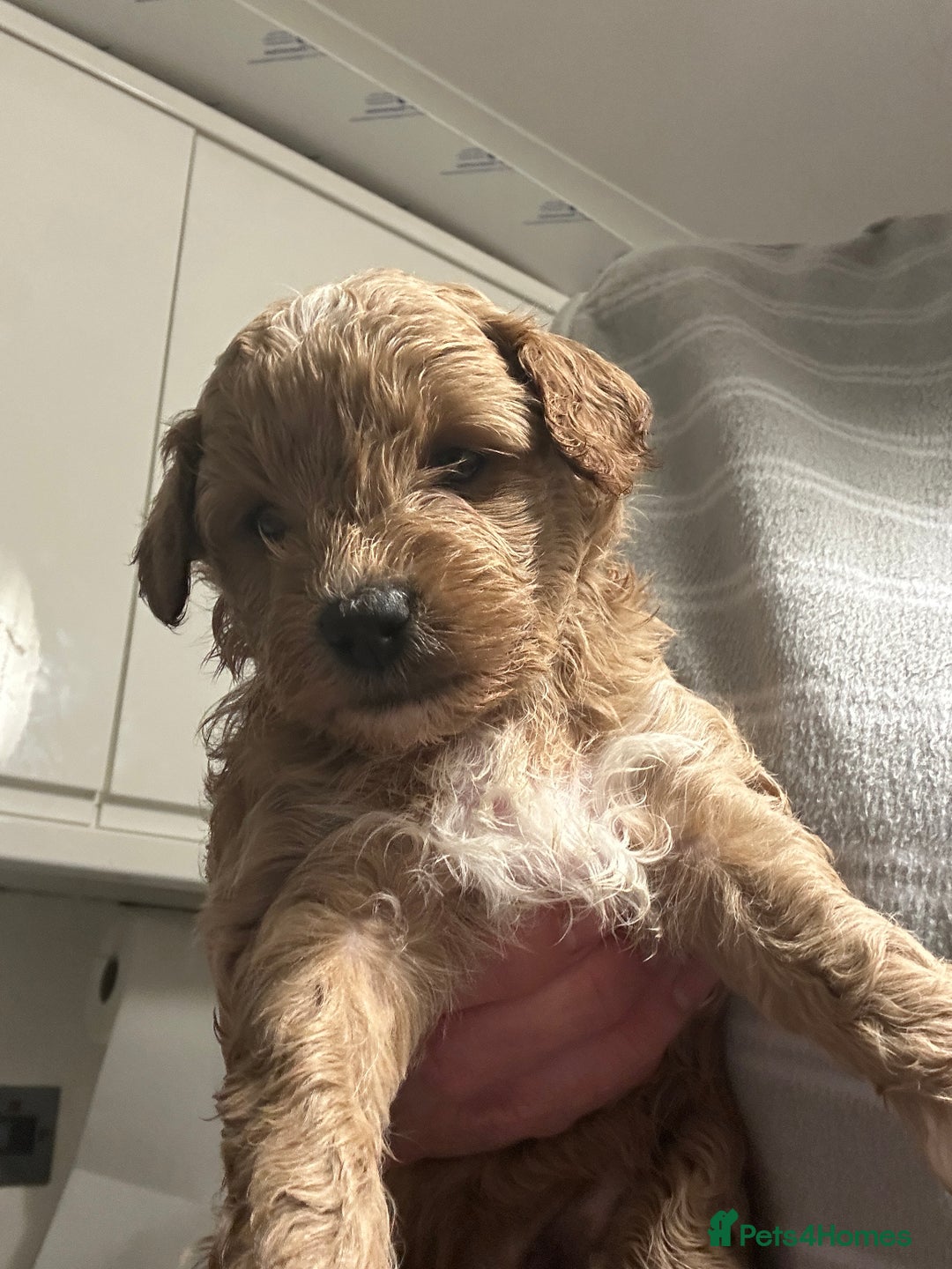 Cavapoo dogs for sale: Toy Cavapoo puppies for sale  - Image 6